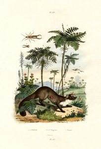 Gewone Europese Oorworm